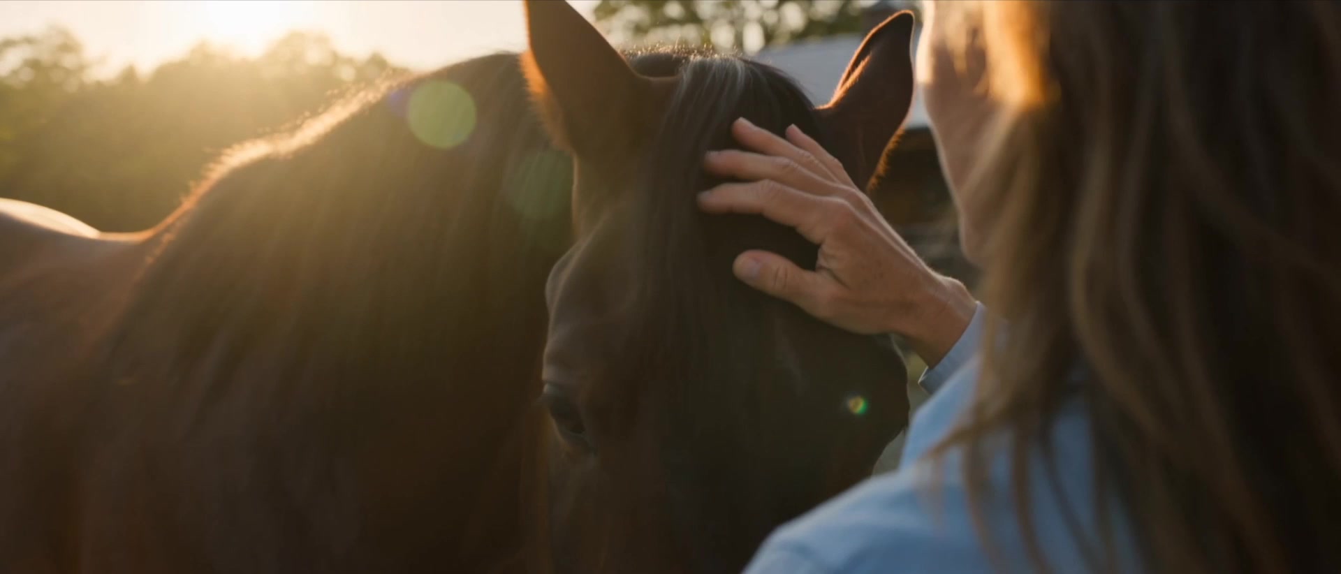Farnam Endure Gold - Owner's hand resting on a horse's mane in backlit golden hour light