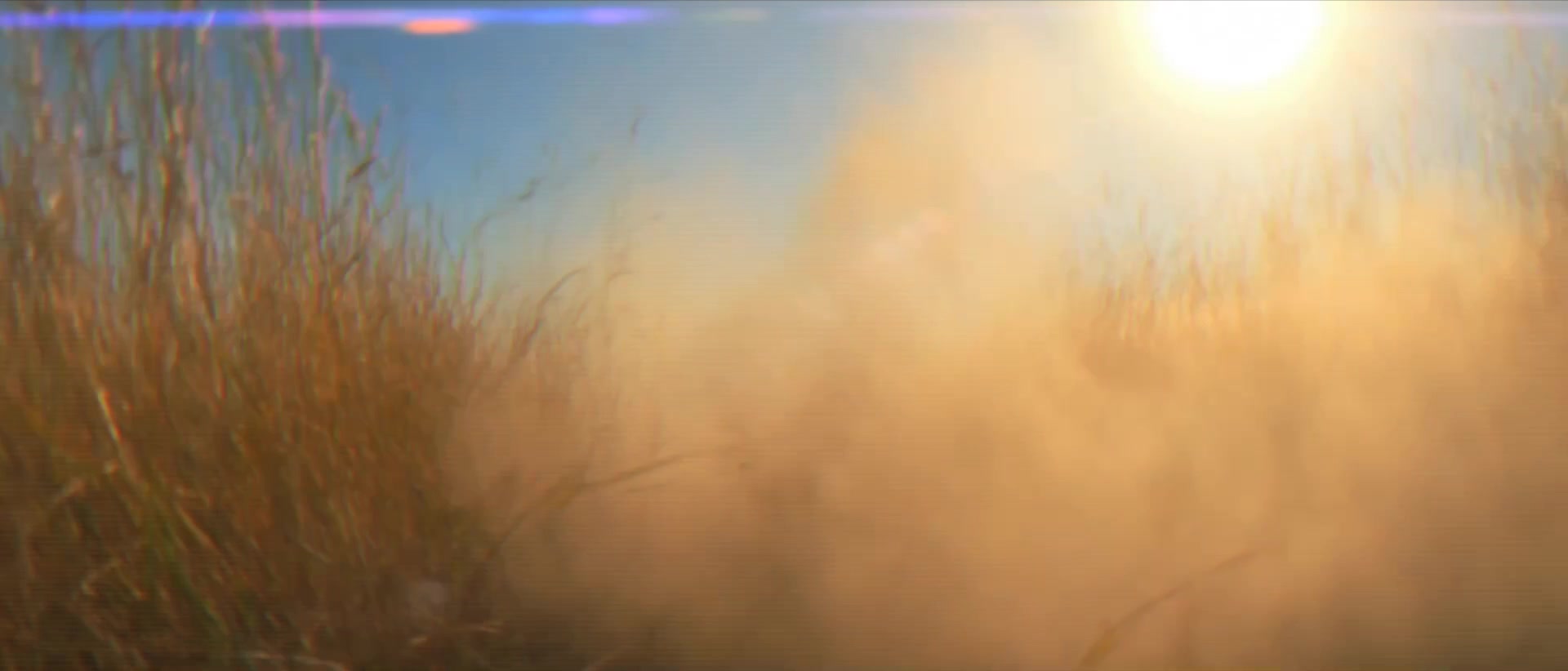 Farnam Endure Gold - Sunlit pasture grass and lens flare at golden hour