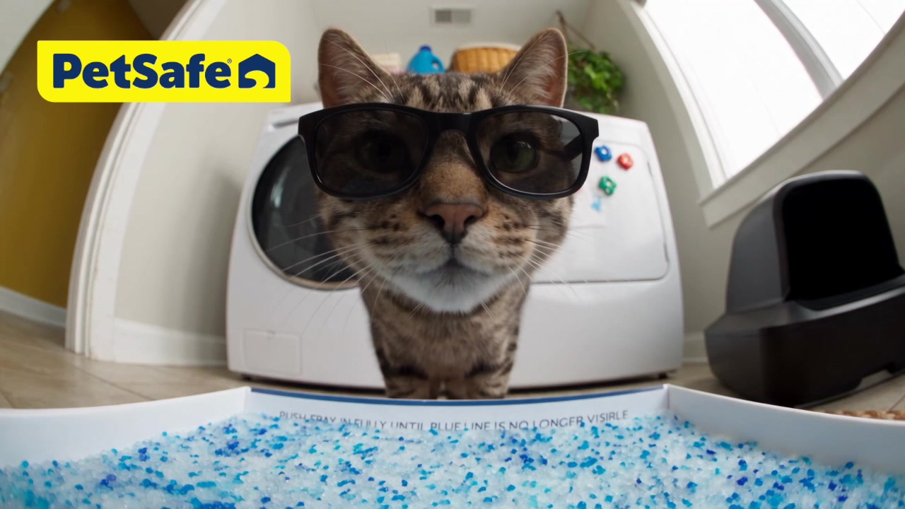 PetSafe ScoopFree Pro - Tabby cat in sunglasses facing camera above a blue crystal litter tray