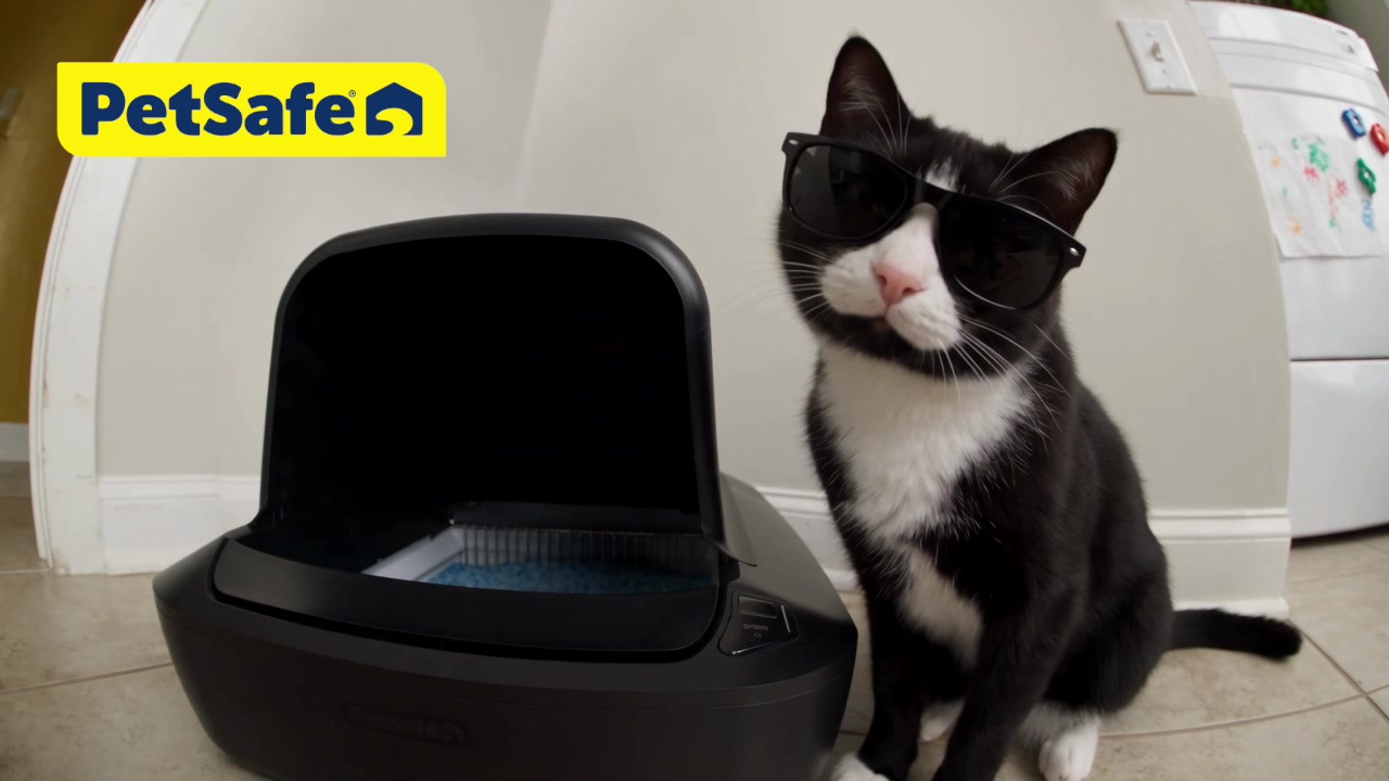 PetSafe ScoopFree Pro - Tuxedo cat in sunglasses seated beside the black ScoopFree litter box