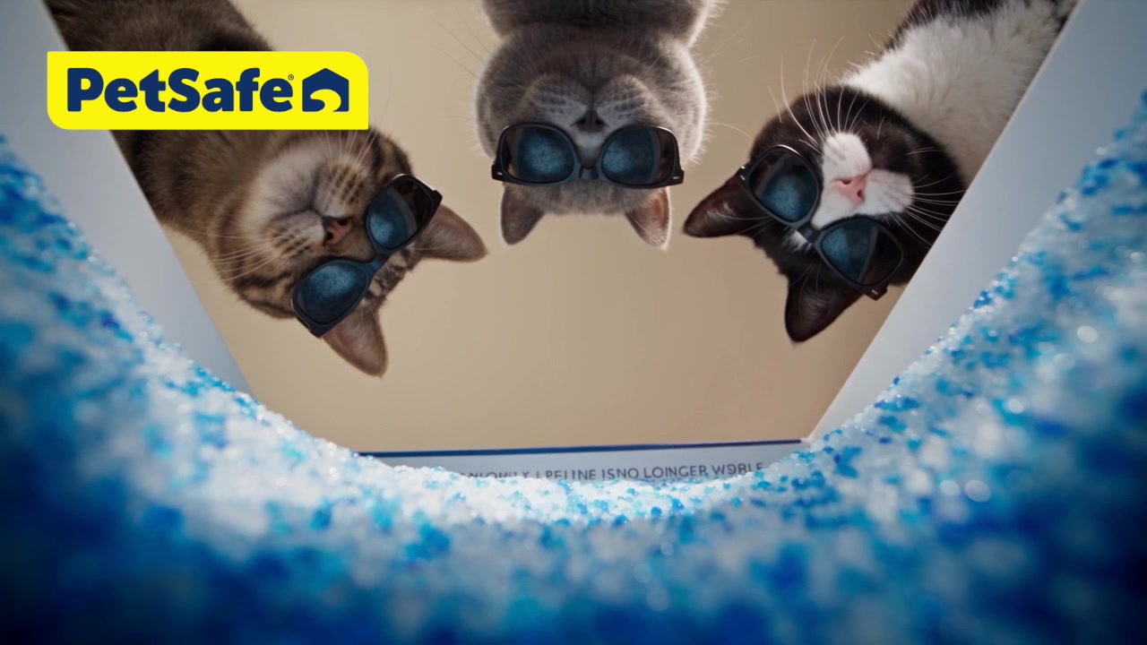 PetSafe ScoopFree Pro - Three cats in sunglasses looking down into the crystal litter tray